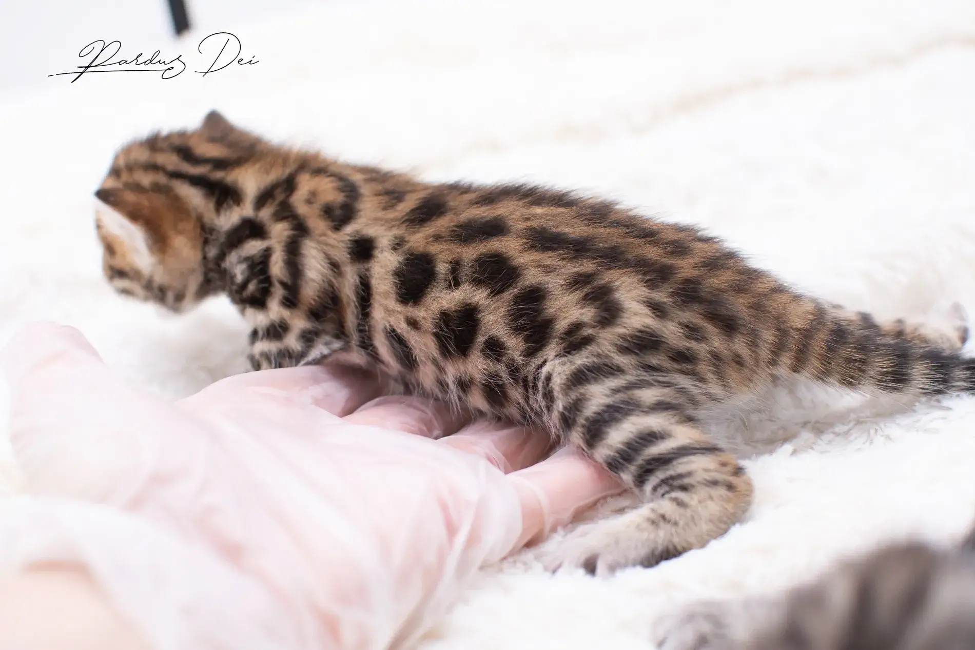 chaton bengal